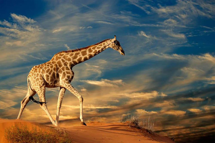 Giraffe walking on a sand dune with clouds South Africa Wall Mural Wallpaper