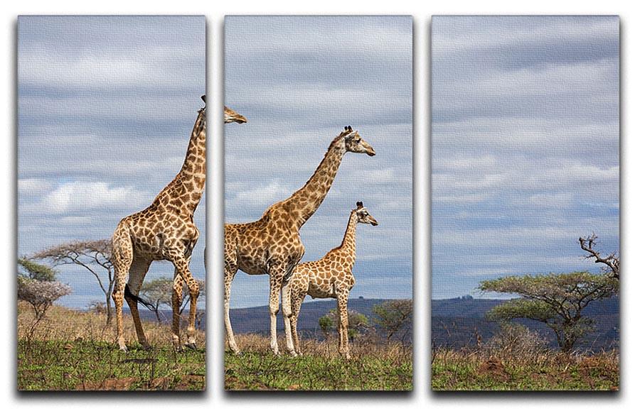 Giraffes in south africa game reserve 3 Split Panel Canvas Print - Canvas Art Rocks - 1