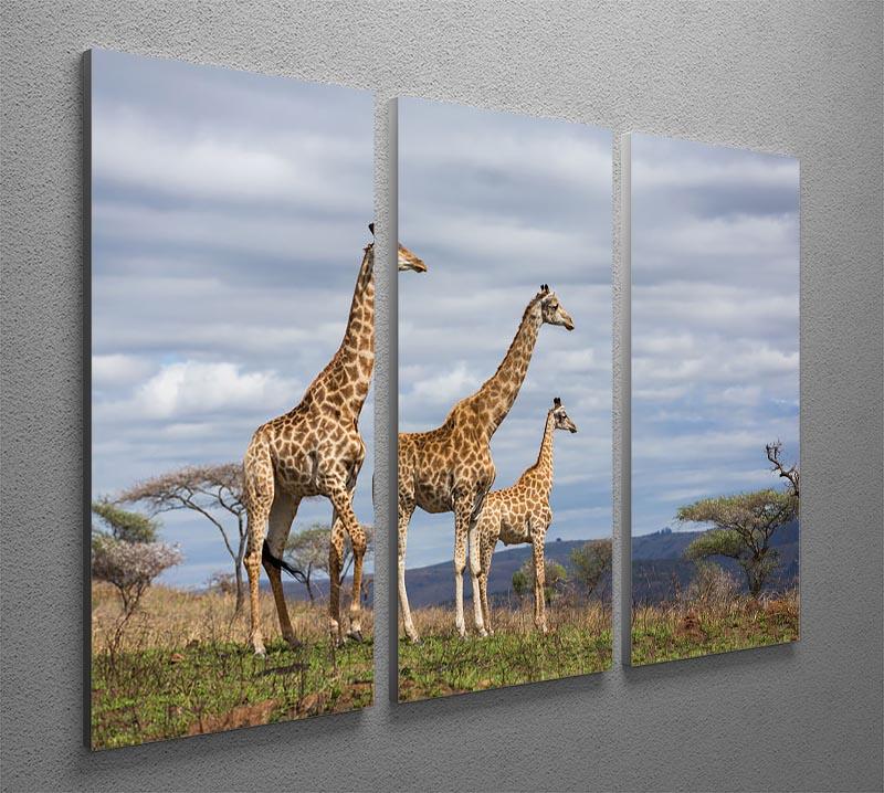 Giraffes in south africa game reserve 3 Split Panel Canvas Print - Canvas Art Rocks - 2