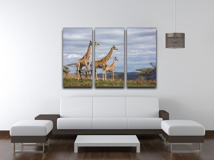 Giraffes in south africa game reserve 3 Split Panel Canvas Print - Canvas Art Rocks - 3