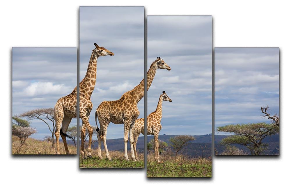Giraffes in south africa game reserve 4 Split Panel Canvas - Canvas Art Rocks - 1