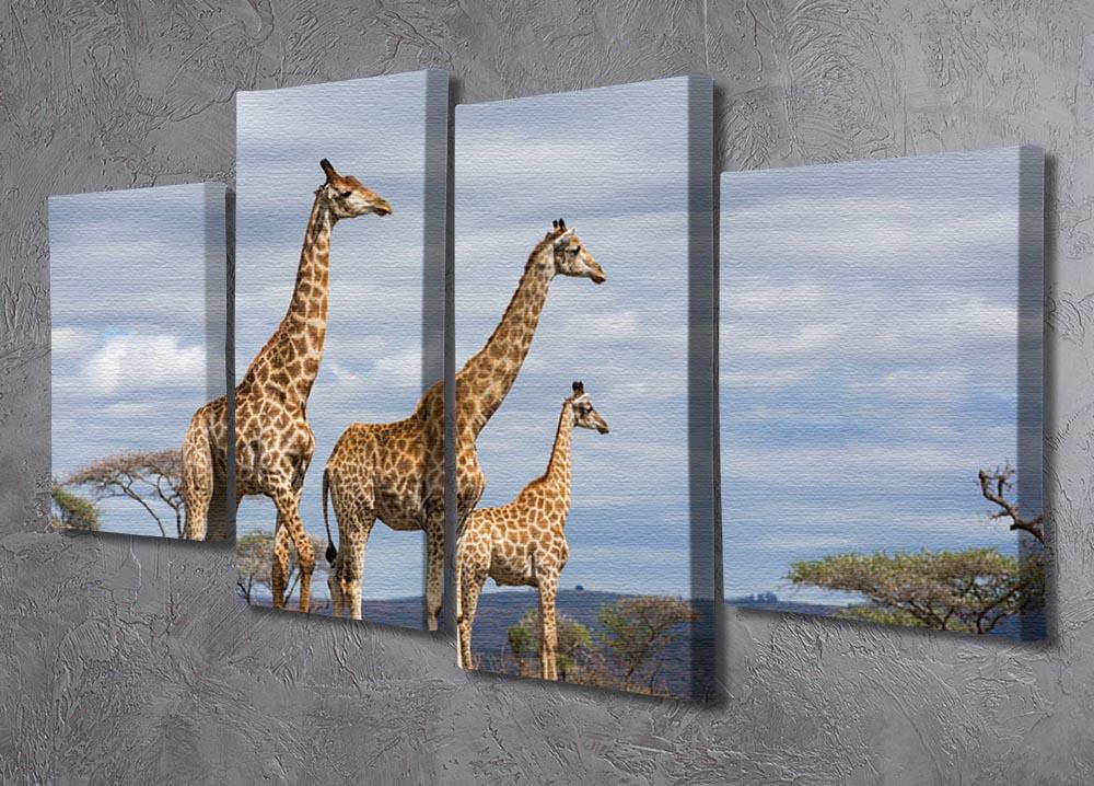 Giraffes in south africa game reserve 4 Split Panel Canvas - Canvas Art Rocks - 2