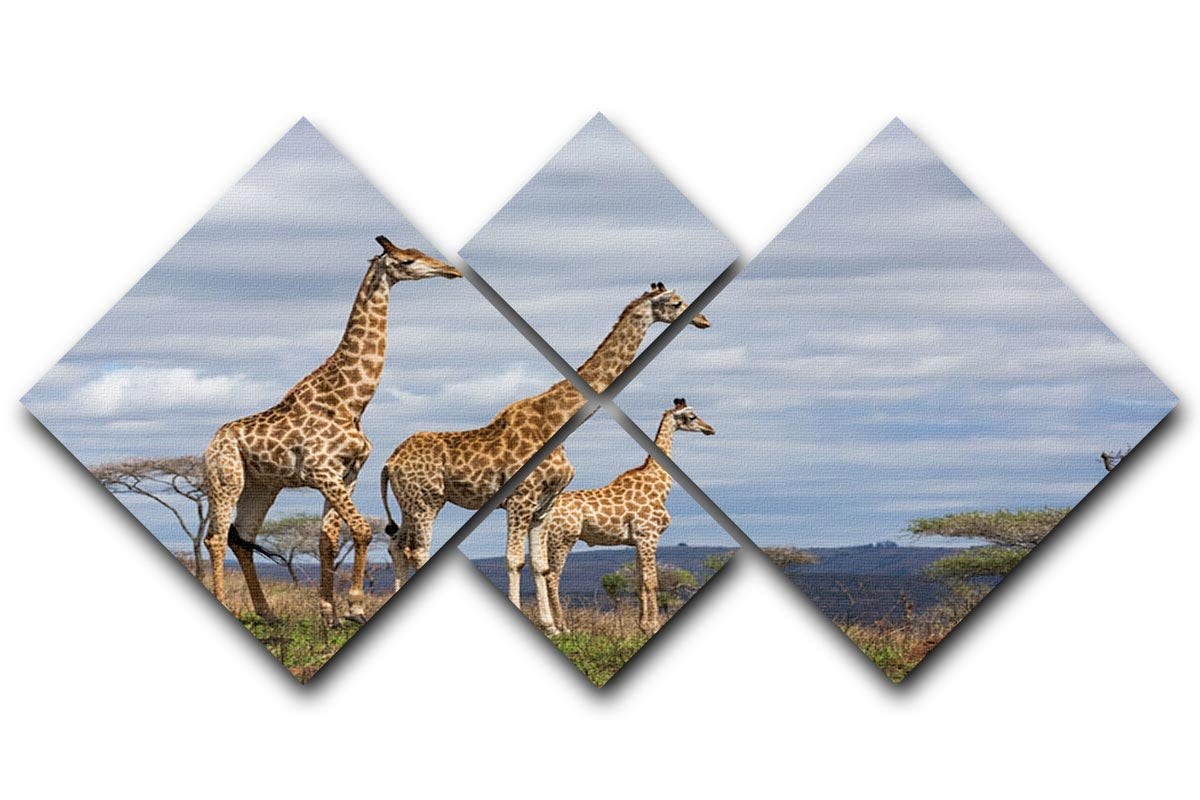Giraffes in south africa game reserve 4 Square Multi Panel Canvas - Canvas Art Rocks - 1