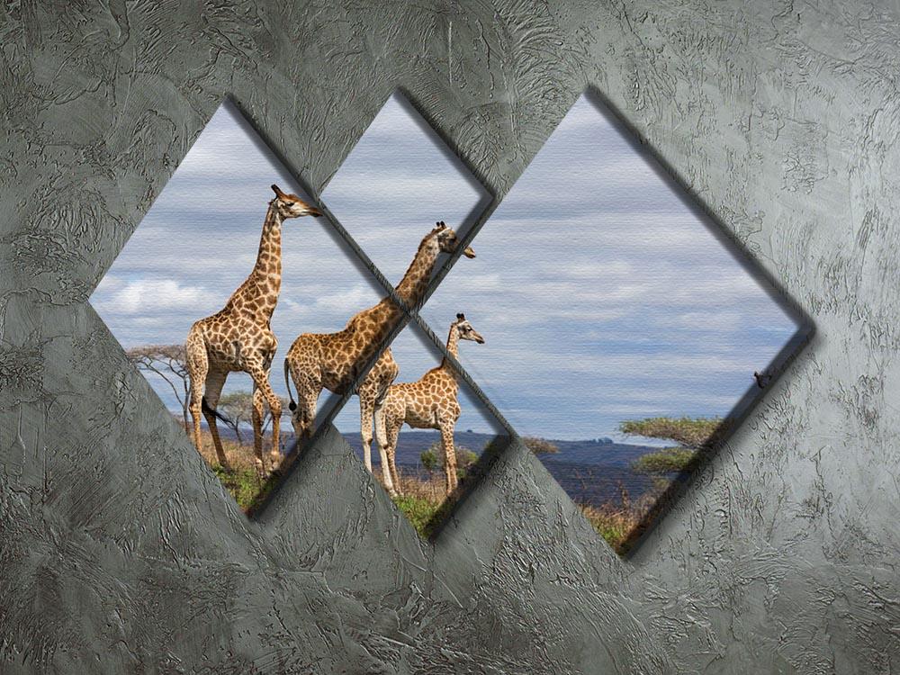Giraffes in south africa game reserve 4 Square Multi Panel Canvas - Canvas Art Rocks - 2