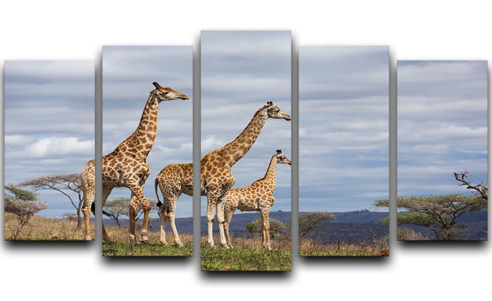 Giraffes in south africa game reserve 5 Split Panel Canvas - Canvas Art Rocks - 1