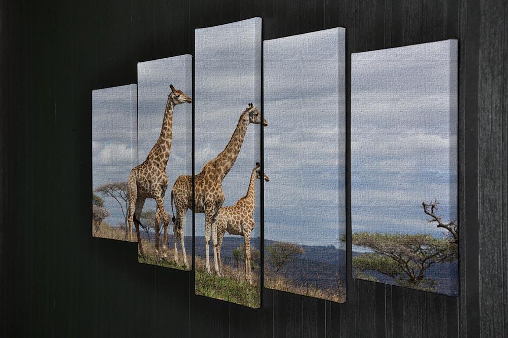 Giraffes in south africa game reserve 5 Split Panel Canvas - Canvas Art Rocks - 2