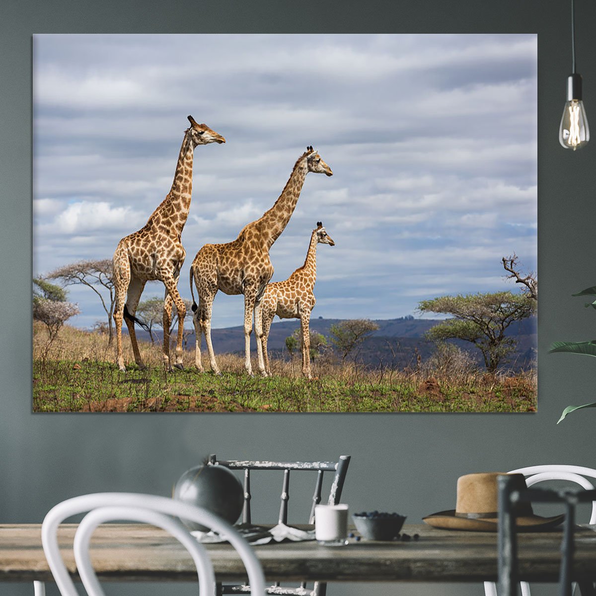 Giraffes in south africa game reserve Canvas Print or Poster