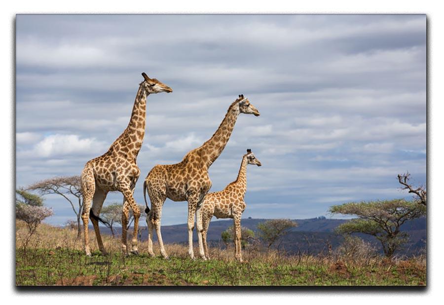 Giraffes in south africa game reserve Canvas Print or Poster - Canvas Art Rocks - 1