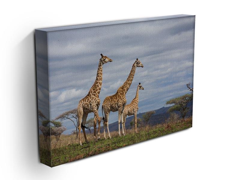 Giraffes in south africa game reserve Canvas Print or Poster - Canvas Art Rocks - 3