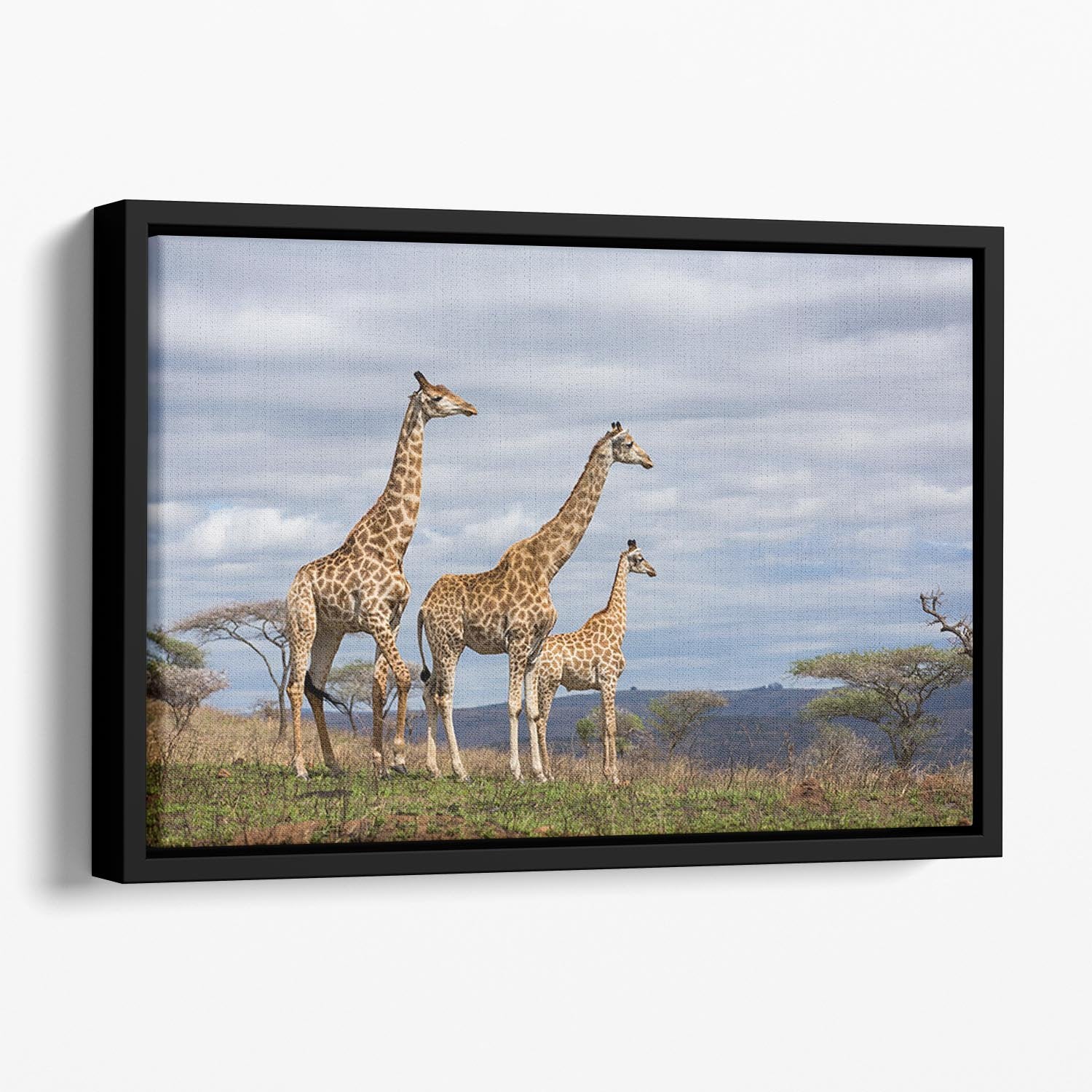 Giraffes in south africa game reserve Floating Framed Canvas - Canvas Art Rocks - 1