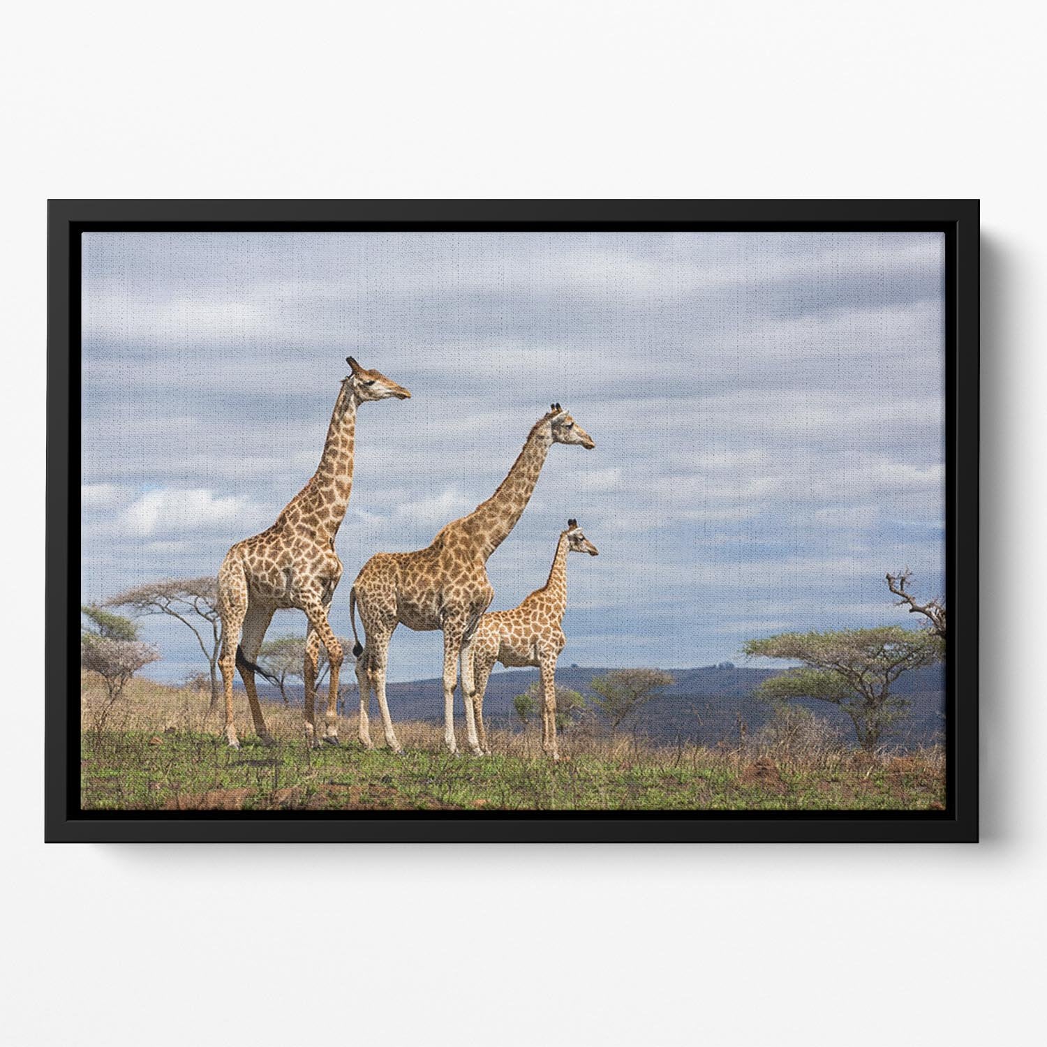 Giraffes in south africa game reserve Floating Framed Canvas - Canvas Art Rocks - 2