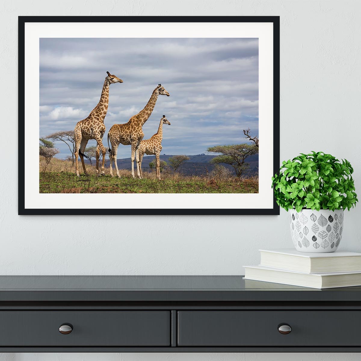 Giraffes in south africa game reserve Framed Print - Canvas Art Rocks - 1