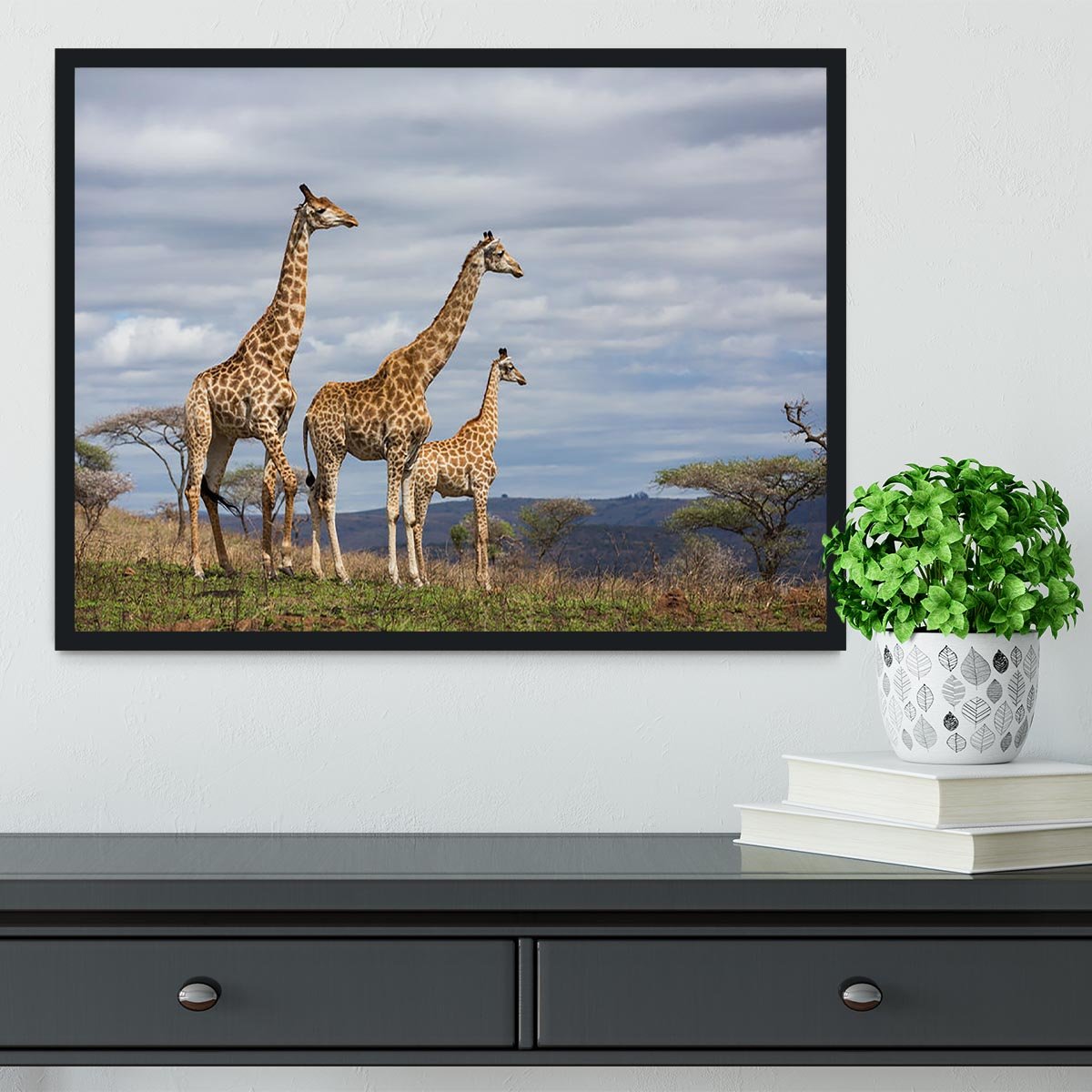 Giraffes in south africa game reserve Framed Print - Canvas Art Rocks - 2