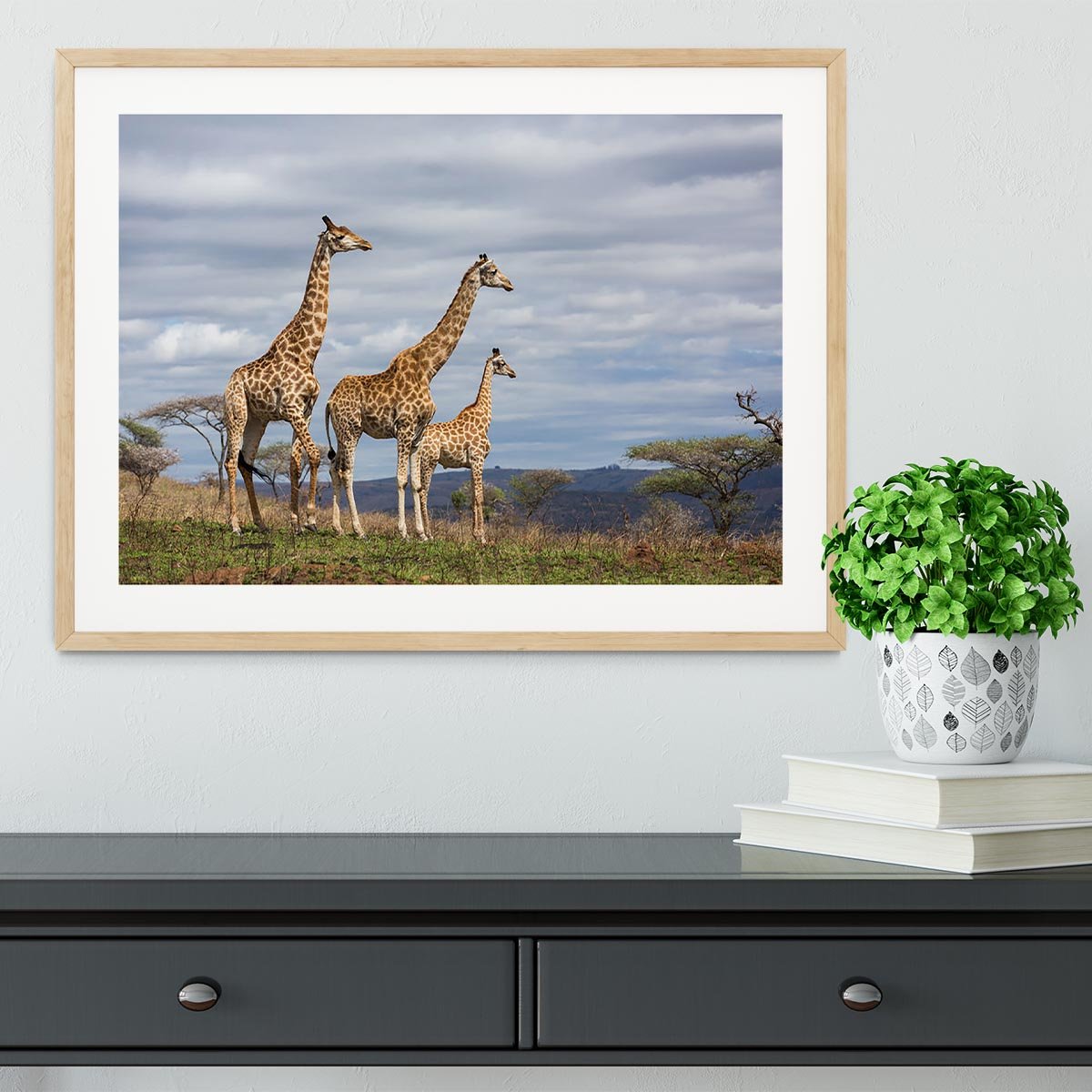 Giraffes in south africa game reserve Framed Print - Canvas Art Rocks - 3