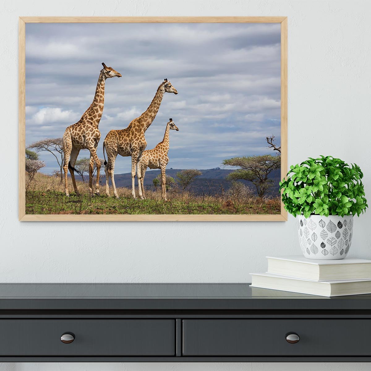 Giraffes in south africa game reserve Framed Print - Canvas Art Rocks - 4