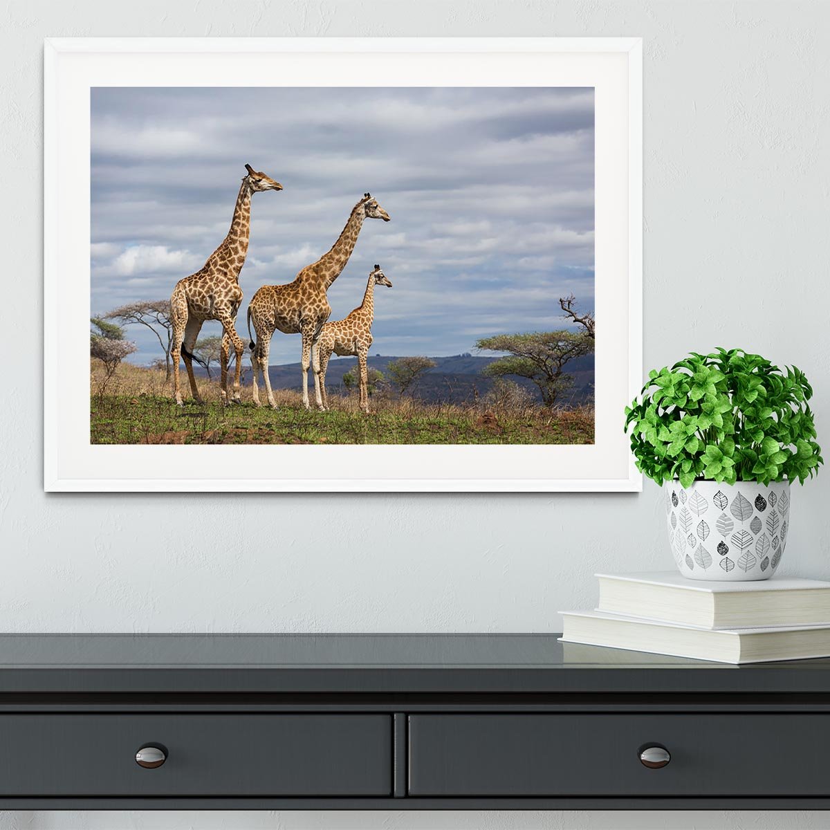 Giraffes in south africa game reserve Framed Print - Canvas Art Rocks - 5
