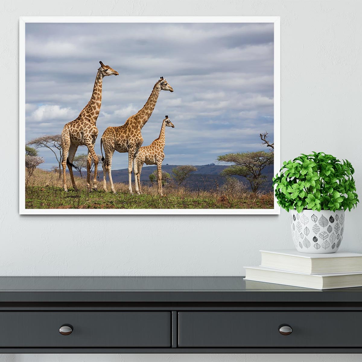 Giraffes in south africa game reserve Framed Print - Canvas Art Rocks -6