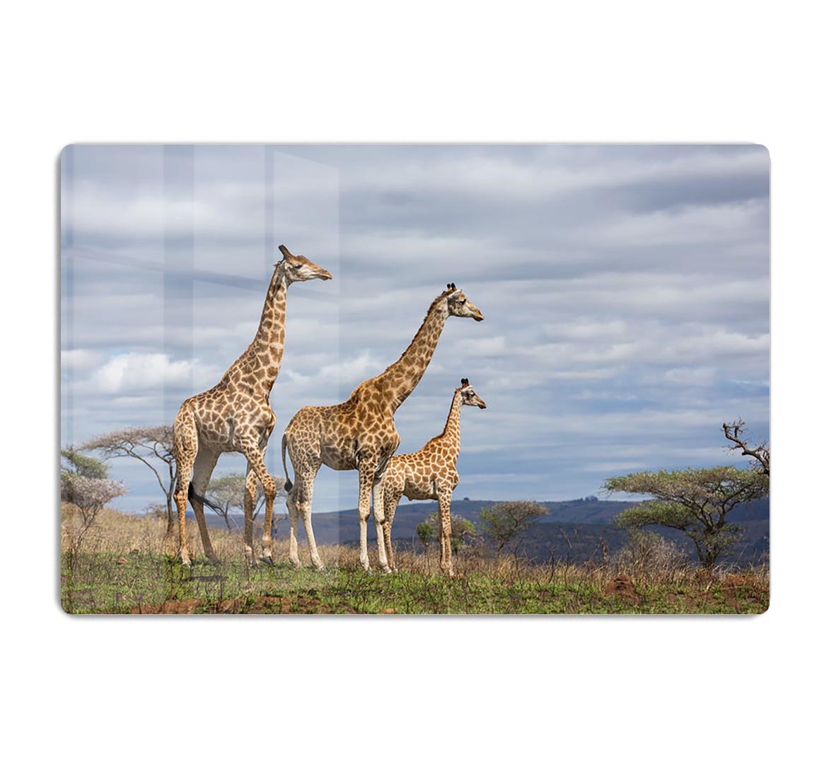 Giraffes in south africa game reserve HD Metal Print - Canvas Art Rocks - 1