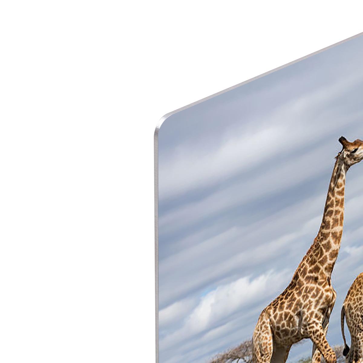 Giraffes in south africa game reserve HD Metal Print - Canvas Art Rocks - 4