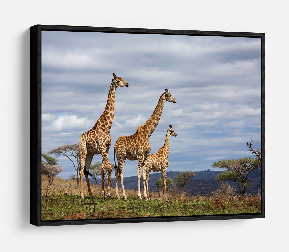 Giraffes in south africa game reserve HD Metal Print - Canvas Art Rocks - 6