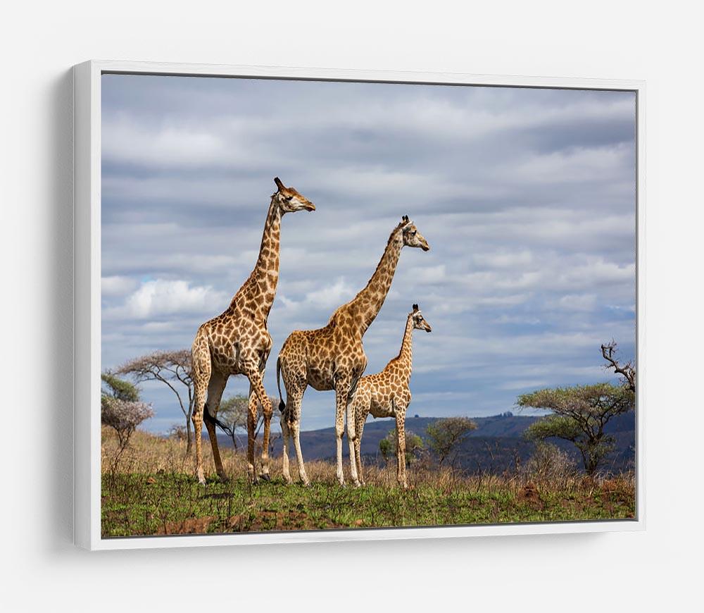 Giraffes in south africa game reserve HD Metal Print - Canvas Art Rocks - 7
