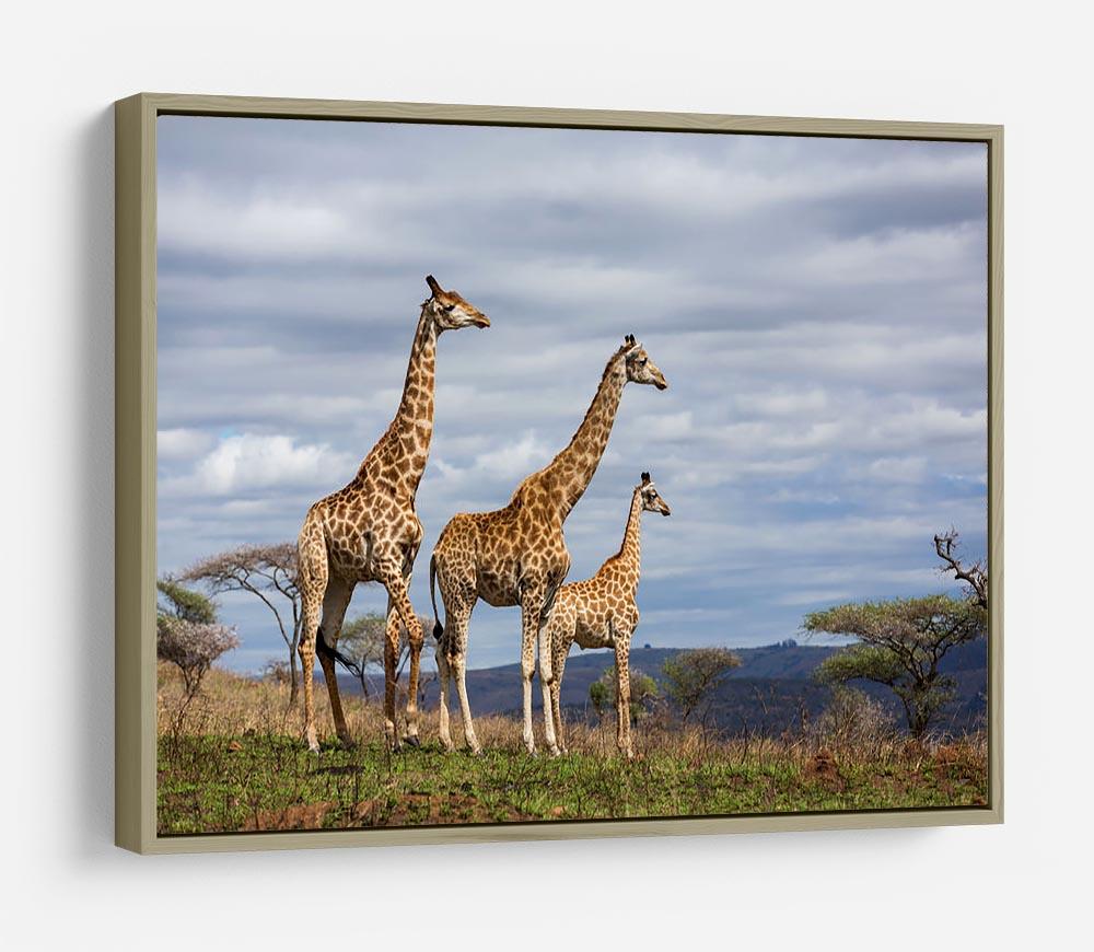 Giraffes in south africa game reserve HD Metal Print - Canvas Art Rocks - 8