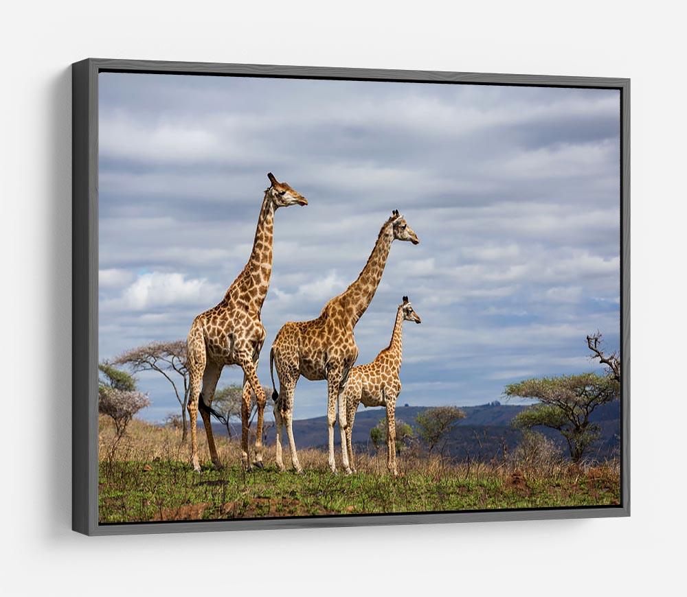 Giraffes in south africa game reserve HD Metal Print - Canvas Art Rocks - 9