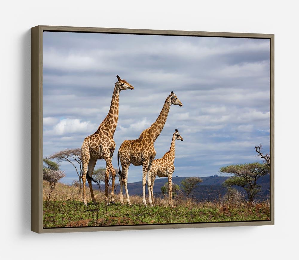 Giraffes in south africa game reserve HD Metal Print - Canvas Art Rocks - 10