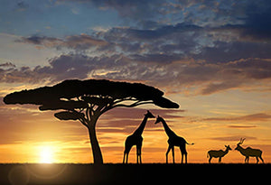 Giraffes with Kudu at sunset Wall Mural Wallpaper - Canvas Art Rocks - 1