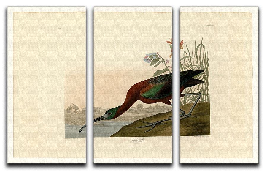 Glossy Ibis by Audubon 3 Split Panel Canvas Print - Canvas Art Rocks - 1