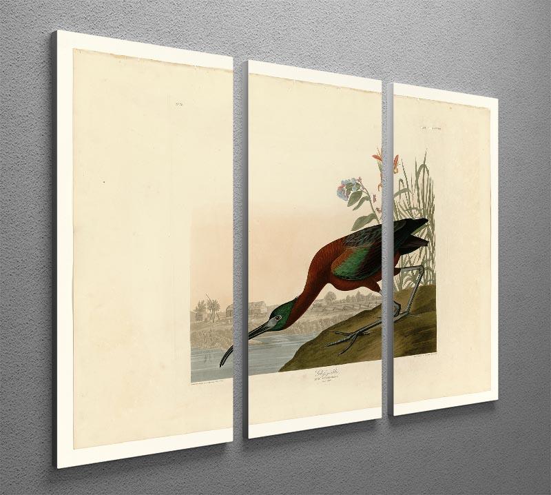 Glossy Ibis by Audubon 3 Split Panel Canvas Print - Canvas Art Rocks - 2