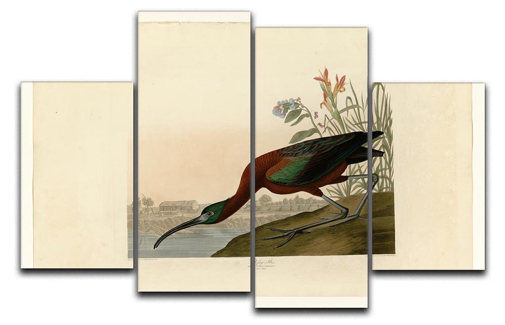Glossy Ibis by Audubon 4 Split Panel Canvas - Canvas Art Rocks - 1