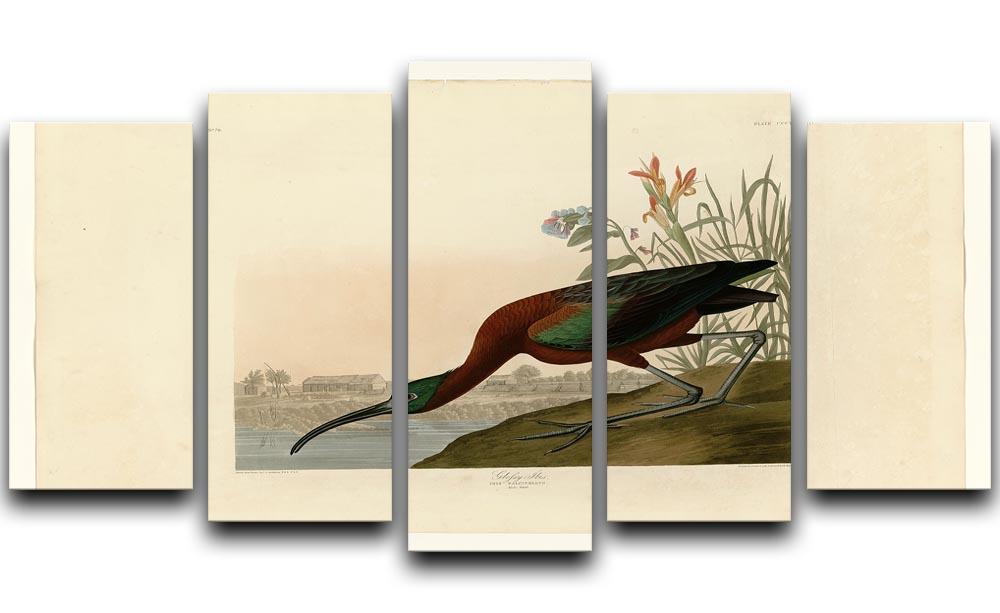 Glossy Ibis by Audubon 5 Split Panel Canvas - Canvas Art Rocks - 1