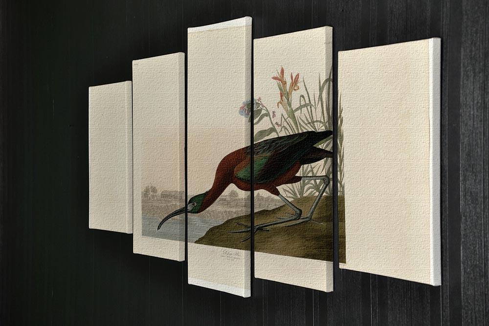 Glossy Ibis by Audubon 5 Split Panel Canvas - Canvas Art Rocks - 2