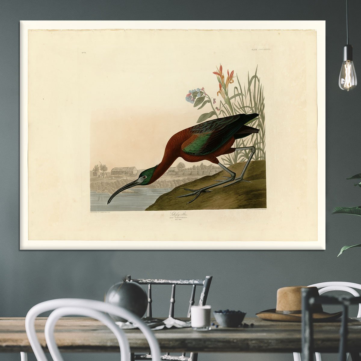 Glossy Ibis by Audubon Canvas Print or Poster