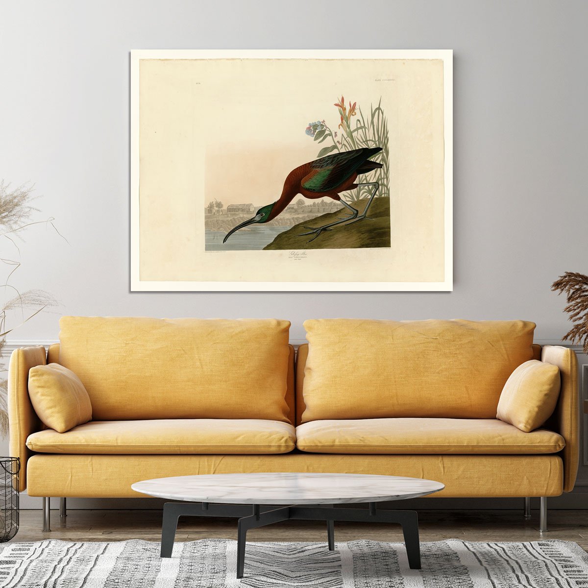 Glossy Ibis by Audubon Canvas Print or Poster