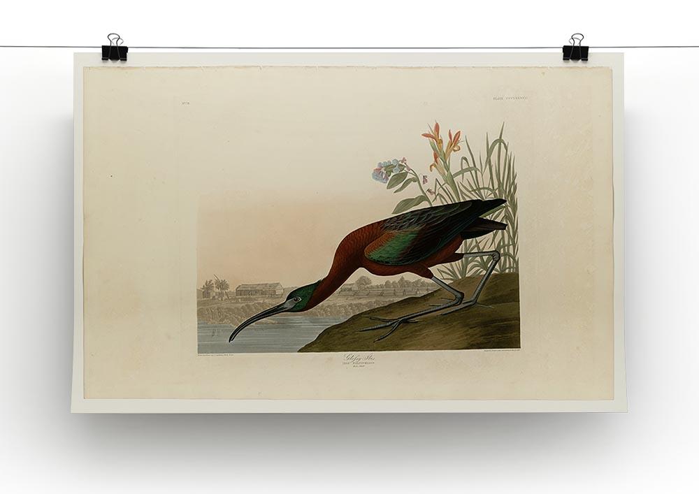 Glossy Ibis by Audubon Canvas Print or Poster - Canvas Art Rocks - 2