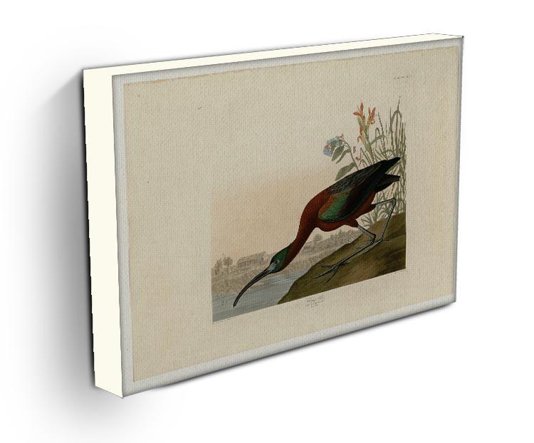 Glossy Ibis by Audubon Canvas Print or Poster - Canvas Art Rocks - 3