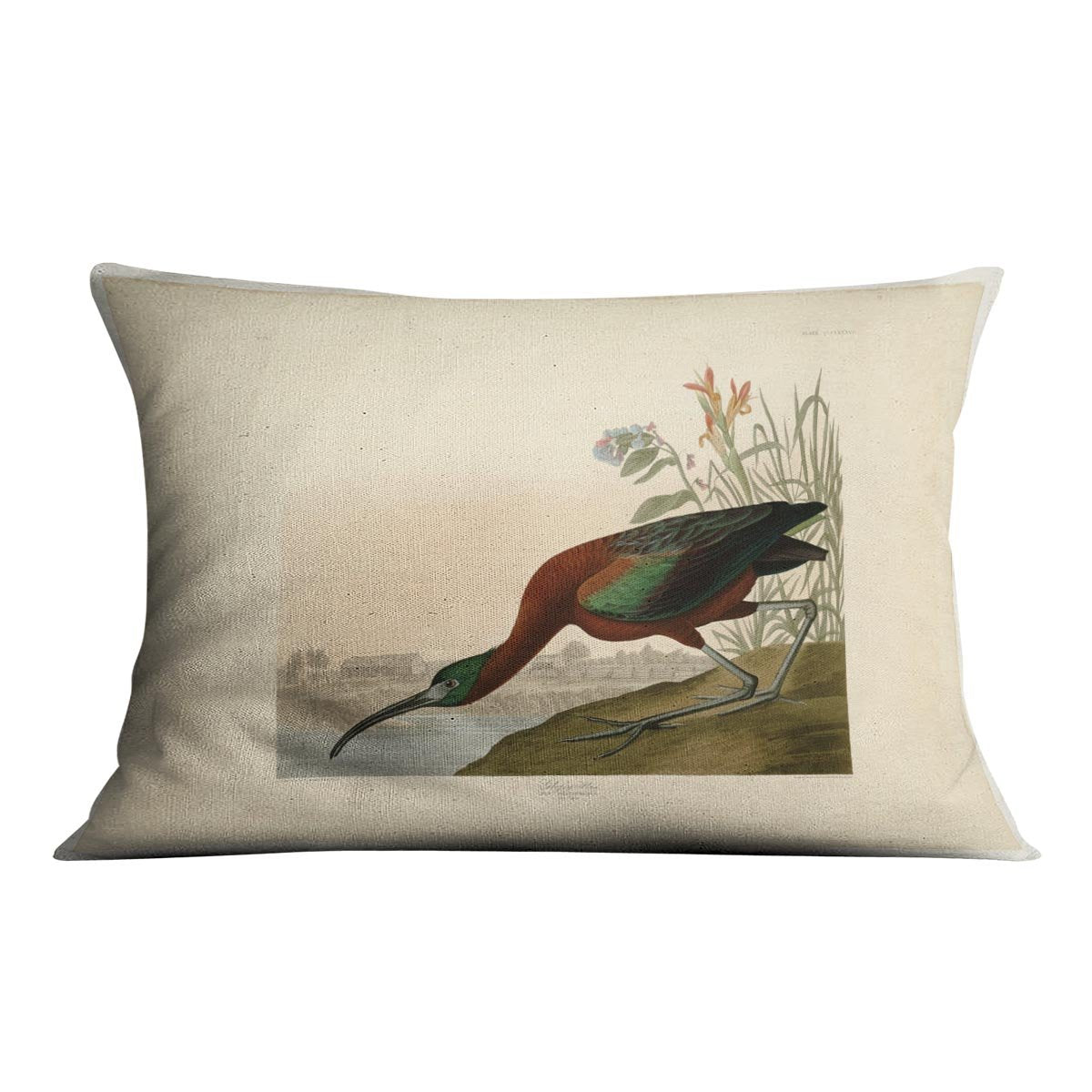 Glossy Ibis by Audubon Cushion