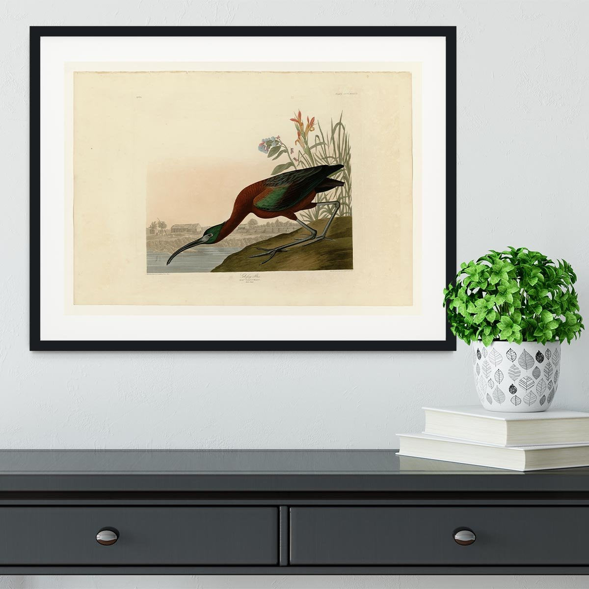 Glossy Ibis by Audubon Framed Print - Canvas Art Rocks - 1