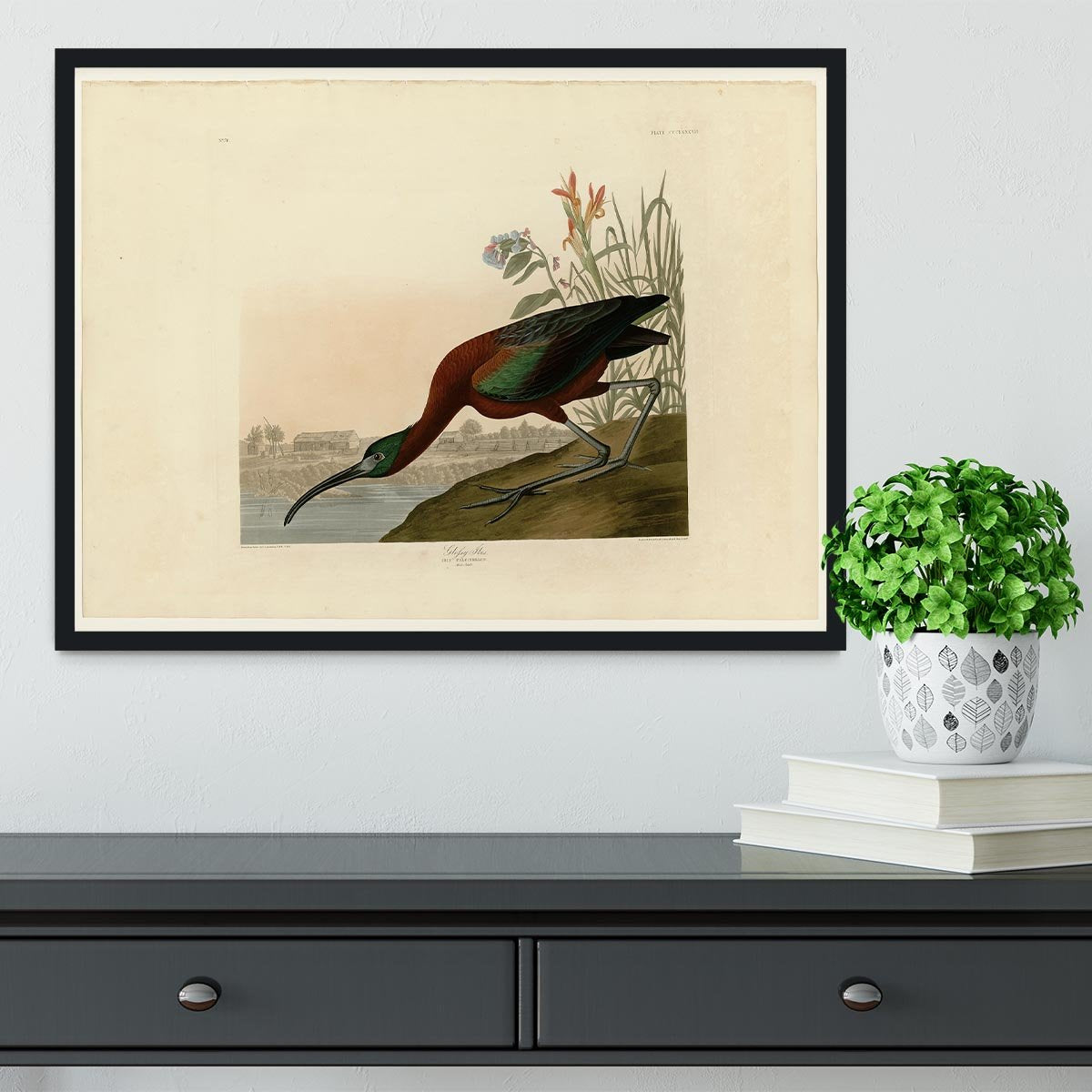 Glossy Ibis by Audubon Framed Print - Canvas Art Rocks - 2