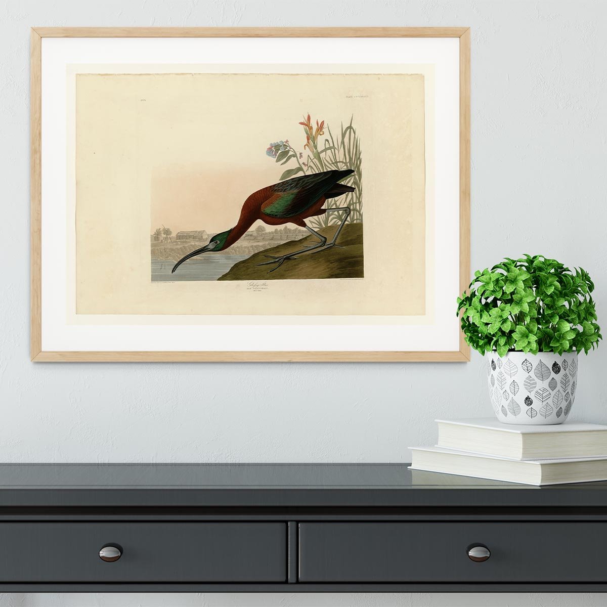 Glossy Ibis by Audubon Framed Print - Canvas Art Rocks - 3