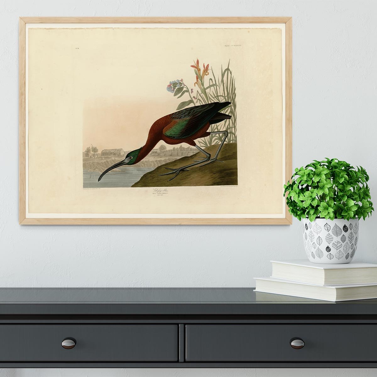 Glossy Ibis by Audubon Framed Print - Canvas Art Rocks - 4