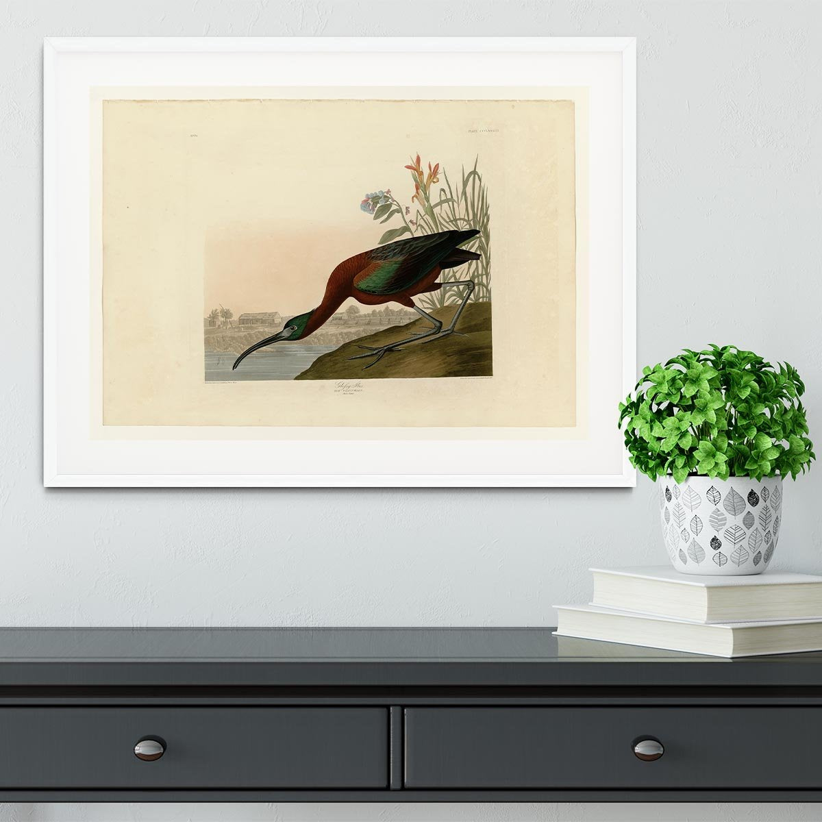 Glossy Ibis by Audubon Framed Print - Canvas Art Rocks - 5