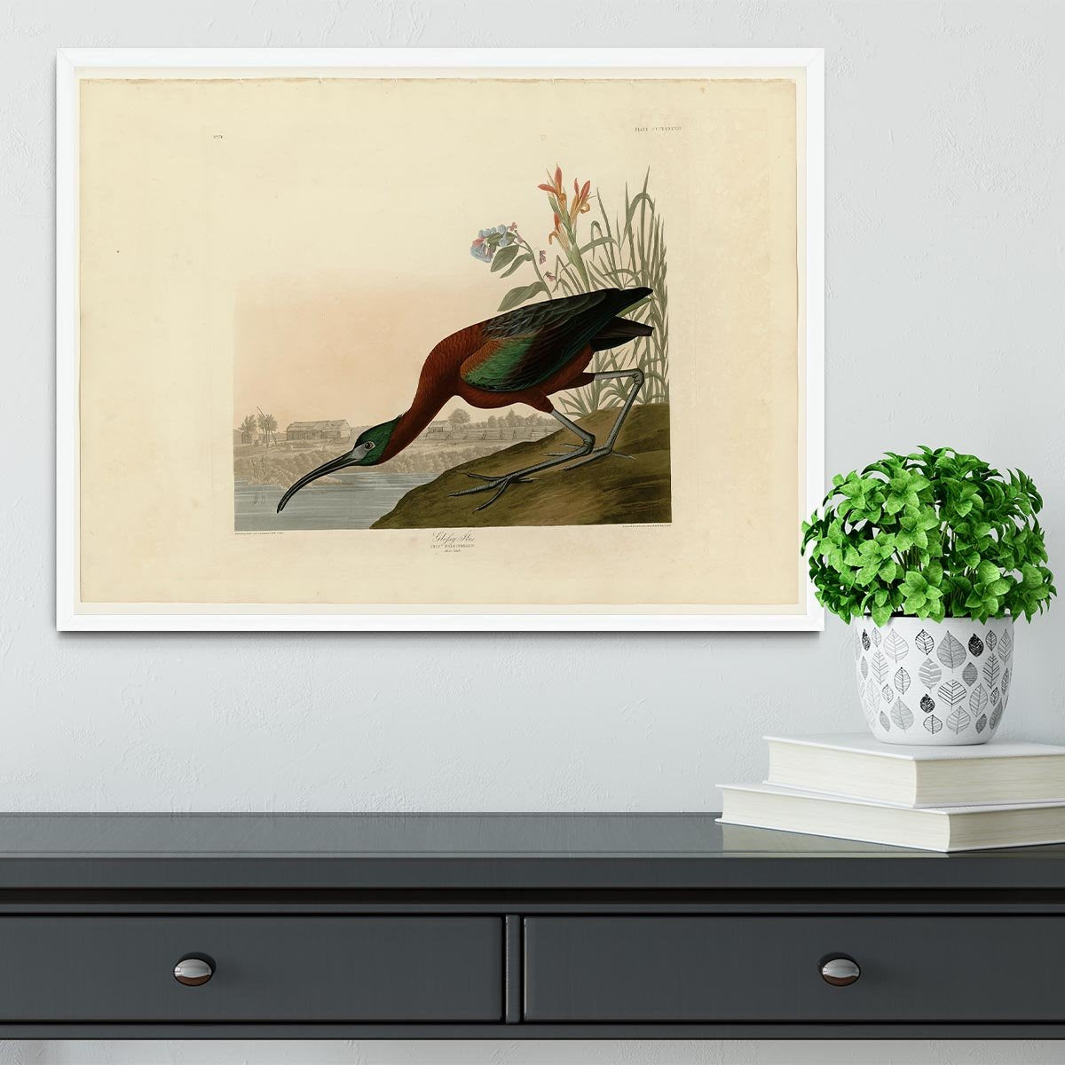Glossy Ibis by Audubon Framed Print - Canvas Art Rocks -6