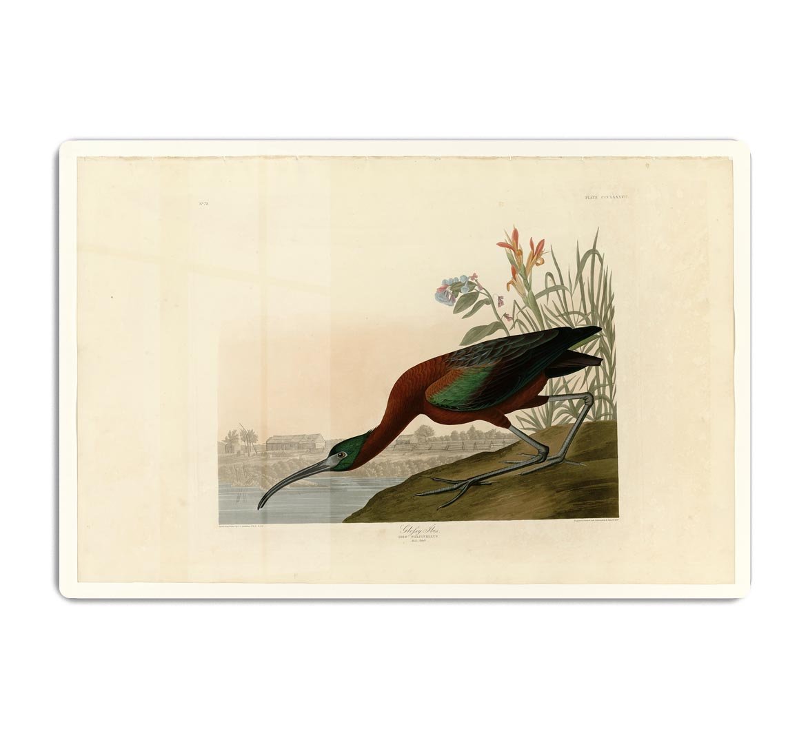 Glossy Ibis by Audubon HD Metal Print - Canvas Art Rocks - 1