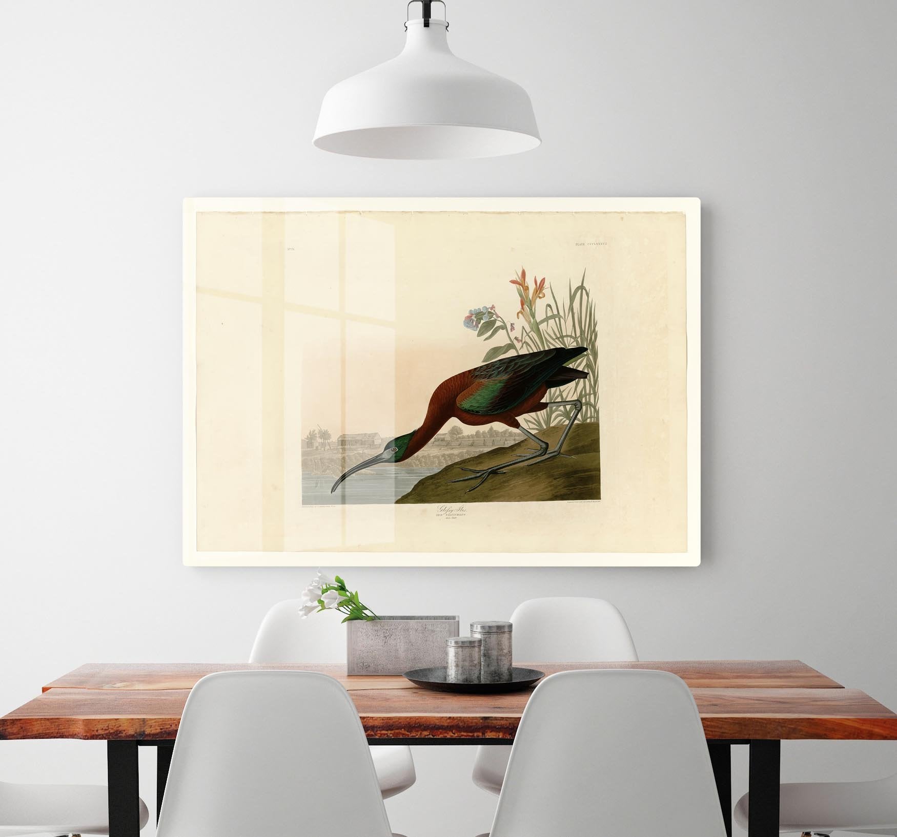 Glossy Ibis by Audubon HD Metal Print - Canvas Art Rocks - 2