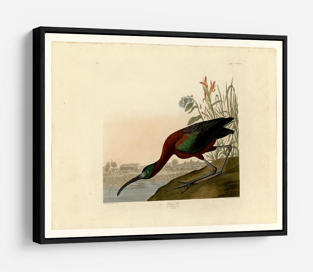 Glossy Ibis by Audubon HD Metal Print - Canvas Art Rocks - 6