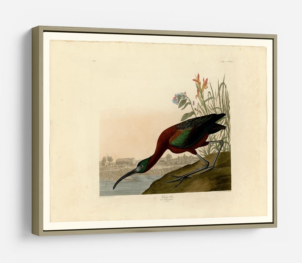 Glossy Ibis by Audubon HD Metal Print - Canvas Art Rocks - 8