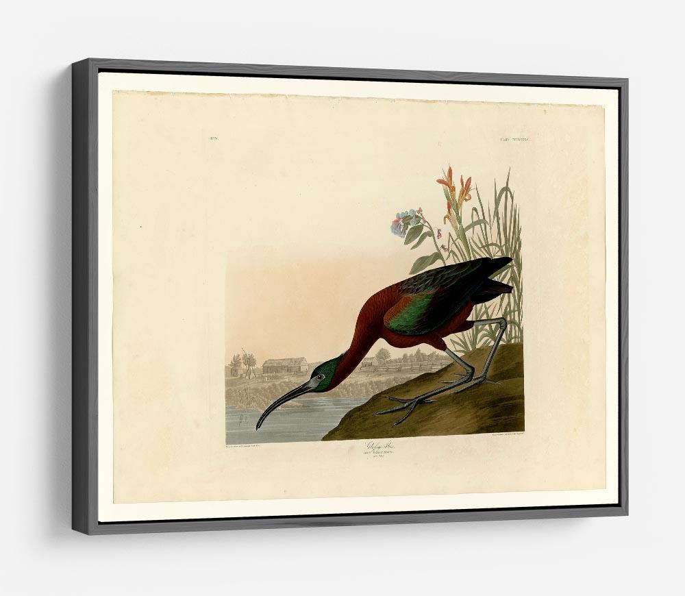 Glossy Ibis by Audubon HD Metal Print - Canvas Art Rocks - 9